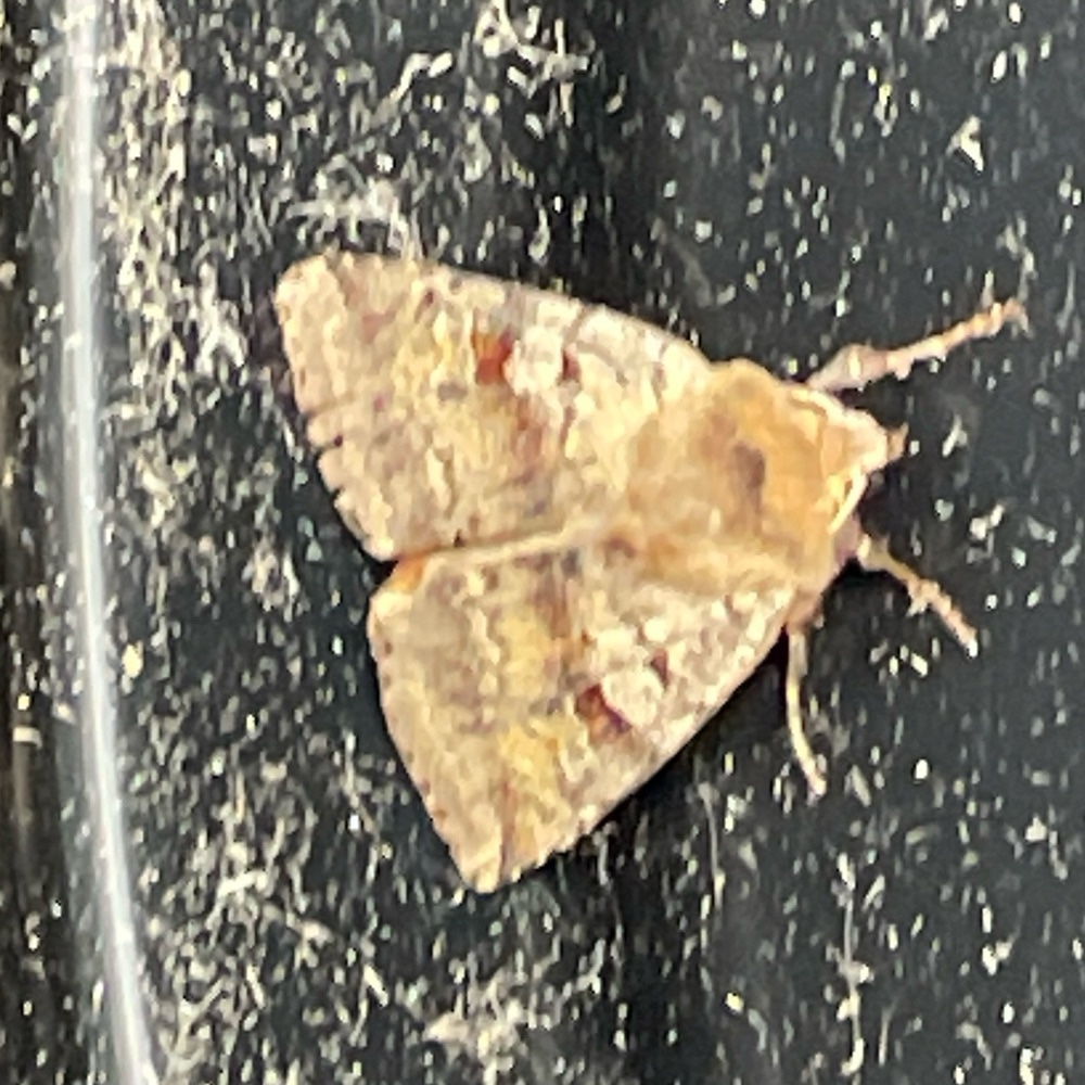 Photo of Ingrailed Clay (Diarsia mendica mendica)